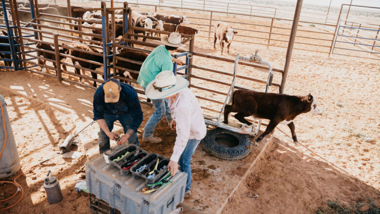 உலகின் மிகப்பெரிய பண்ணை: 49 நாடுகளை விட பெரியது!