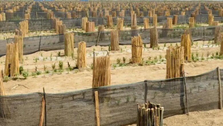 4,500 கி.மீ. நீளத்தில் 66 பில்லியன் மரங்கள்: சீனாவின் ‘கிரேட் கிரீன் வால்’