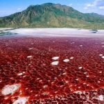 விலங்குகளை கல்லாக மாற்றும் தான்சானியாவின் நேட்ரான் ஏரி!