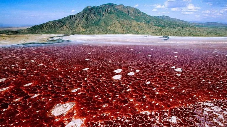 விலங்குகளை கல்லாக மாற்றும் தான்சானியாவின் நேட்ரான் ஏரி!