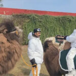 குடியரசு தின அணிவகுப்பில் இரட்டைத் திமில் கொண்ட பாக்ட்ரியன் ஒட்டகங்கள் முதன்முறையாக இடம்பெறுகின்றன!